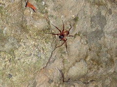 Paradiestus