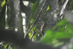 Phaethornis longuemareus