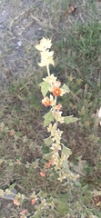 Sphaeralcea bonariensis
