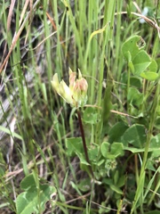 Trifolium fucatum