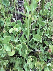 Trifolium fucatum
