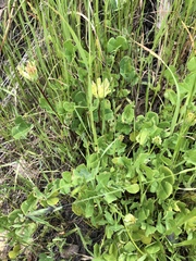 Trifolium fucatum
