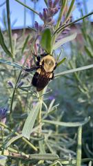 Bombus impatiens