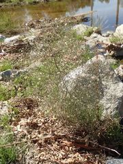 Symphyotrichum expansum