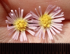 Symphyotrichum expansum