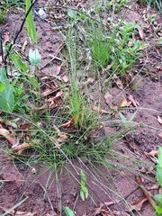 Bulbostylis contexta