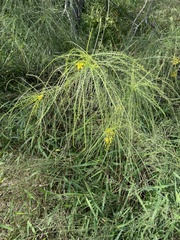Parkinsonia aculeata