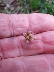 Bulbostylis contexta