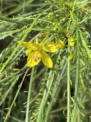 Parkinsonia aculeata