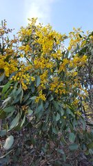 Phyllodineae