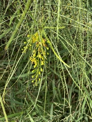 Parkinsonia aculeata