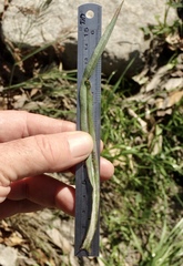 Symphyotrichum expansum