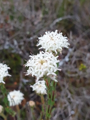 Pimelea longiflora
