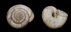 Oreohelix strigosa depressa