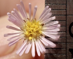 Symphyotrichum expansum