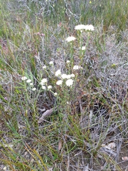 Pimelea longiflora