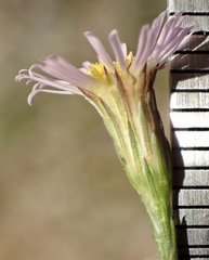 Symphyotrichum expansum