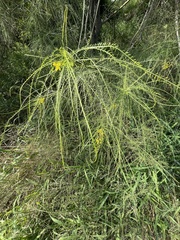 Parkinsonia aculeata