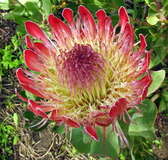 Protea compacta × susannae