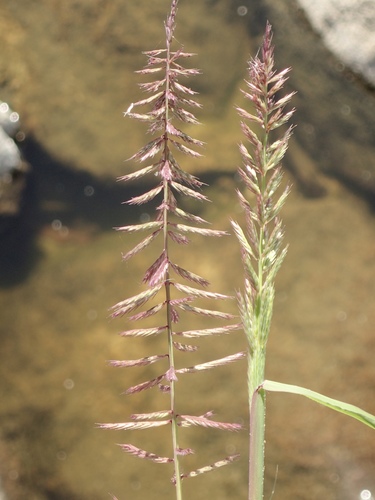Dinebra retroflexa