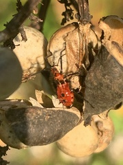 Phthiacnemia picta