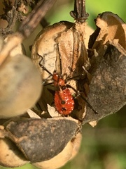 Phthiacnemia picta