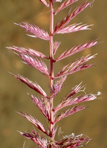 Dinebra