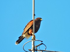 Parabuteo unicinctus