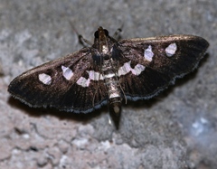 Desmia subdivisalis