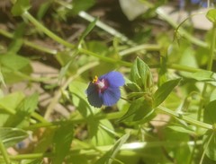 Lysimachia arvensis caerulea