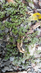 Cardamine dolichostyla