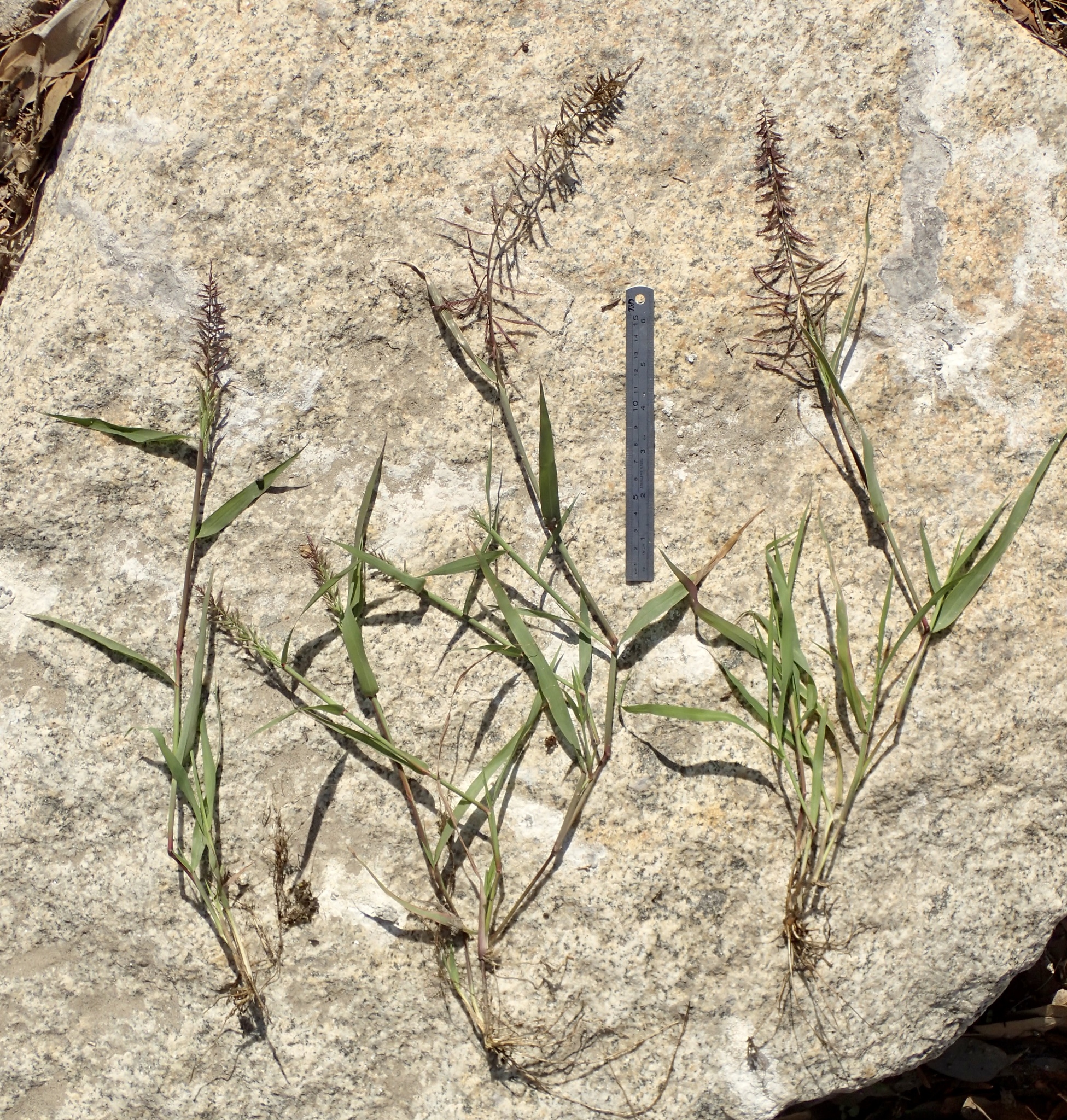 (c) Ron Vanderhoff, certains droits réservés (CC BY-NC) https://www.inaturalist.org/observations/99276555