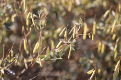 Indigofera monophylla
