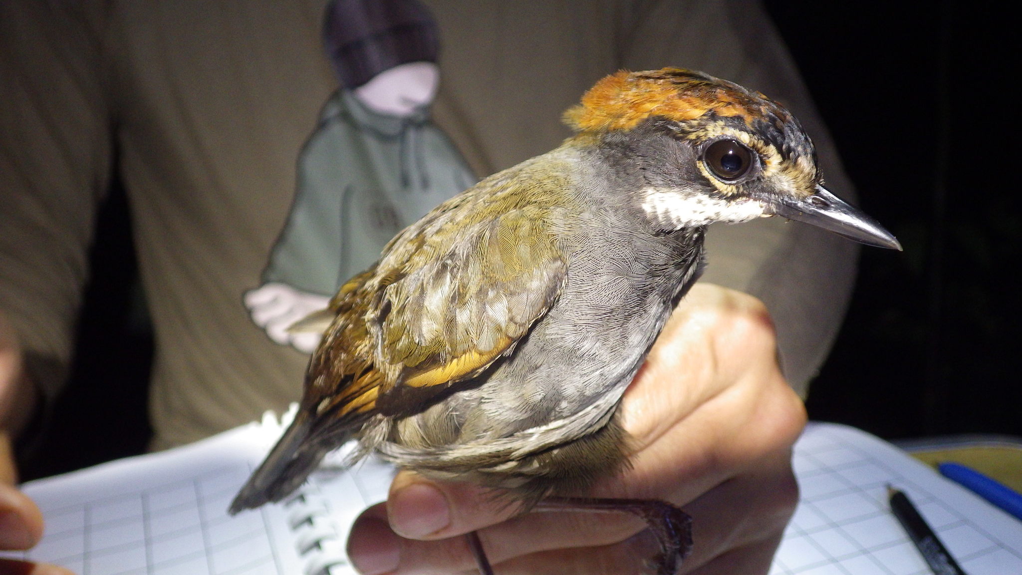 Rufous-capped Antthrush illustration