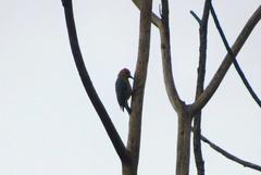 Melanerpes rubricapillus