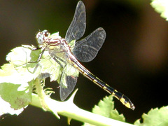 Hylogomphus parvidens