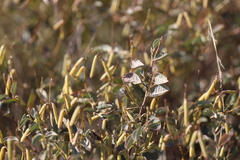 Indigofera monophylla