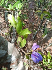 Periandra mediterranea