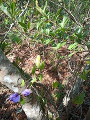 Periandra mediterranea