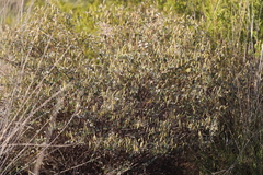 Indigofera monophylla