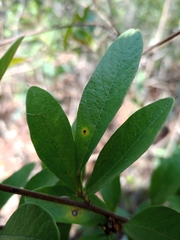 Periandra mediterranea
