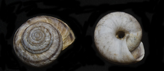 Oreohelix strigosa depressa