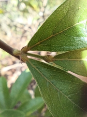 Periandra mediterranea