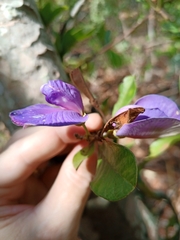 Periandra mediterranea