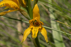 Chloraea gavilu