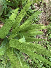 Asparagus densiflorus
