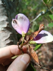 Periandra mediterranea