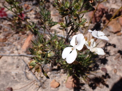 Stylidium diplotrichum