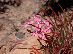 Stylidium dichotomum