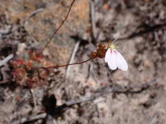 Drosera spilos